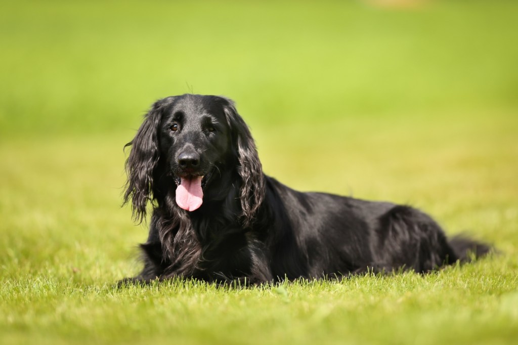 Purebred black flat-coated retriever dog outdoors on a sunny day.