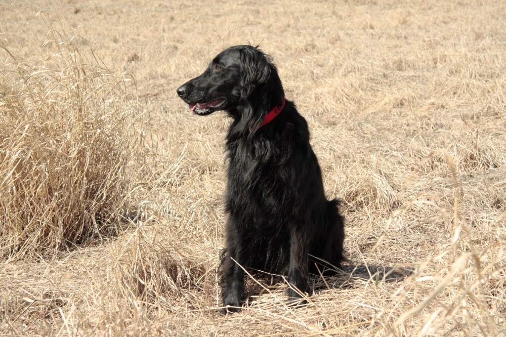 flat coated retriever black dog sitting in hay