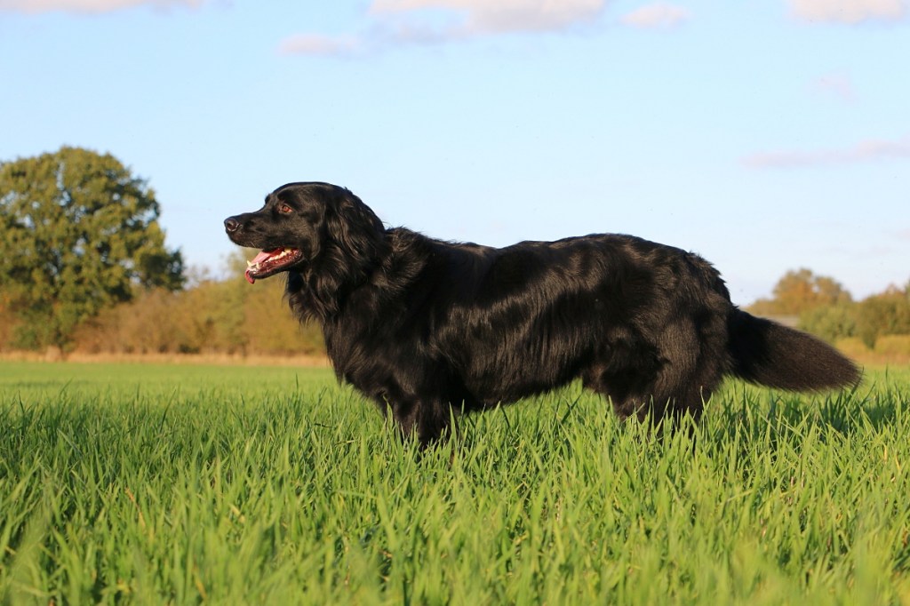 flat coated retriever black dog standing in grass