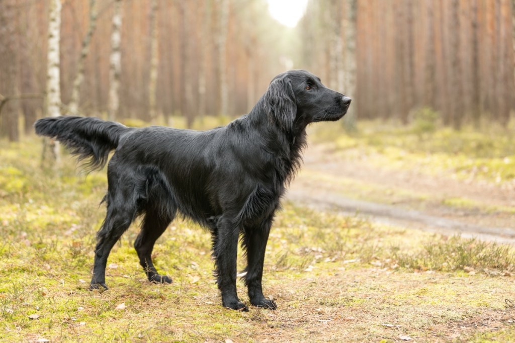 flat coated retriever black dog standing in woods