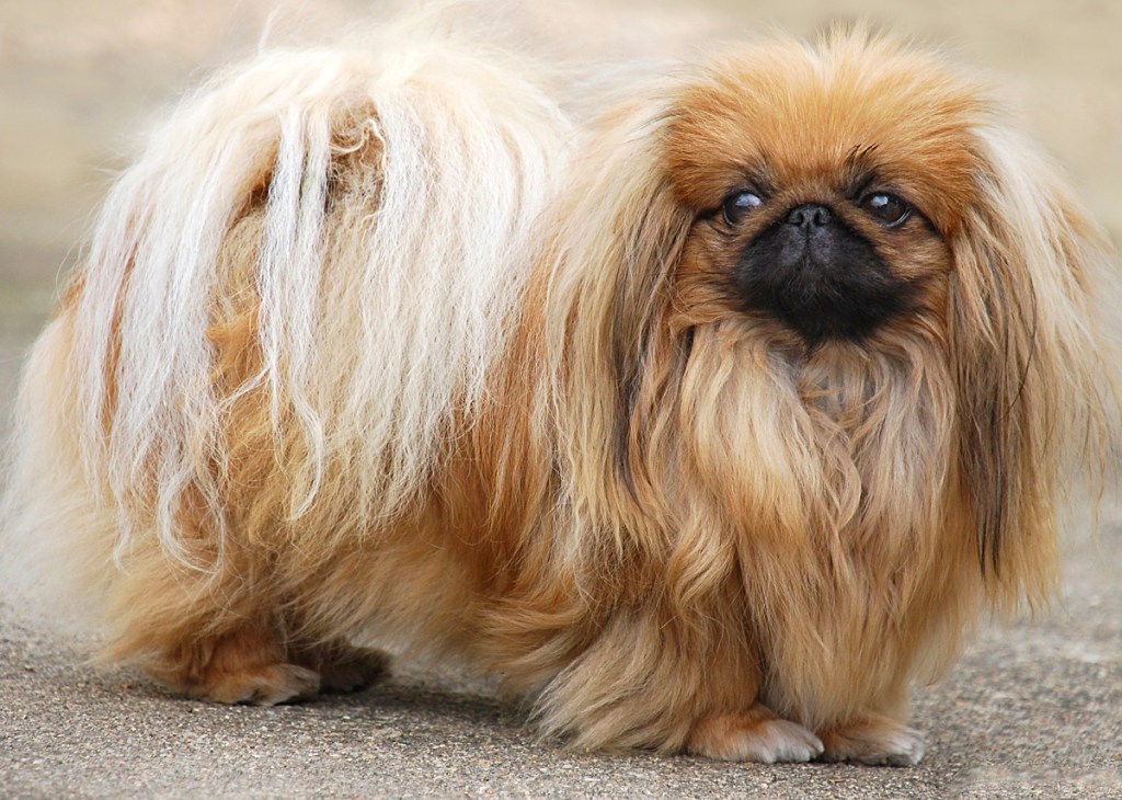 light brown fluffy pekingese dog