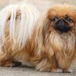 light brown fluffy pekingese dog
