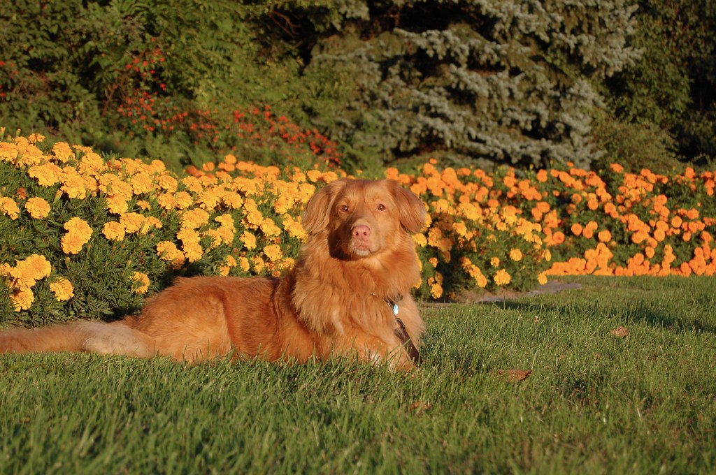 tolling retriever dog lying in grass with golden flowers