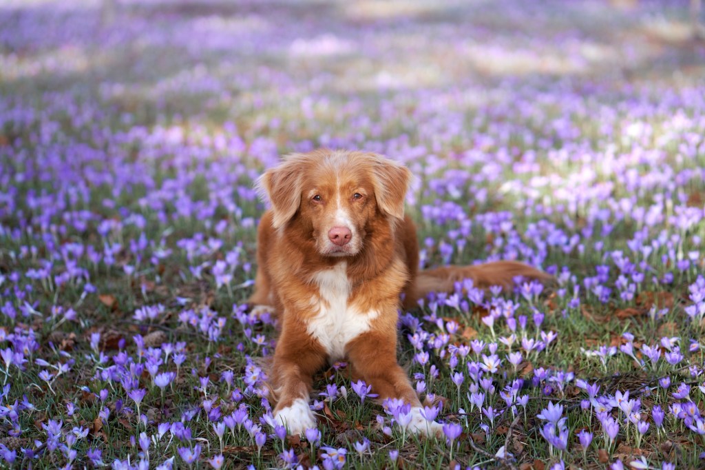 tolling retriever lying in purple flower field