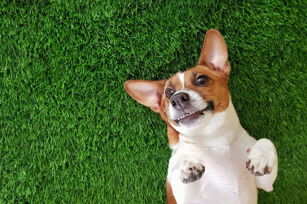 smiling dog jack russel terrier, lying on green grass