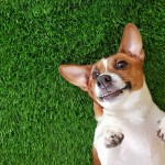 smiling dog jack russel terrier, lying on green grass