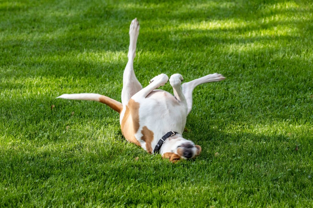 white and brown dog rolling in grass