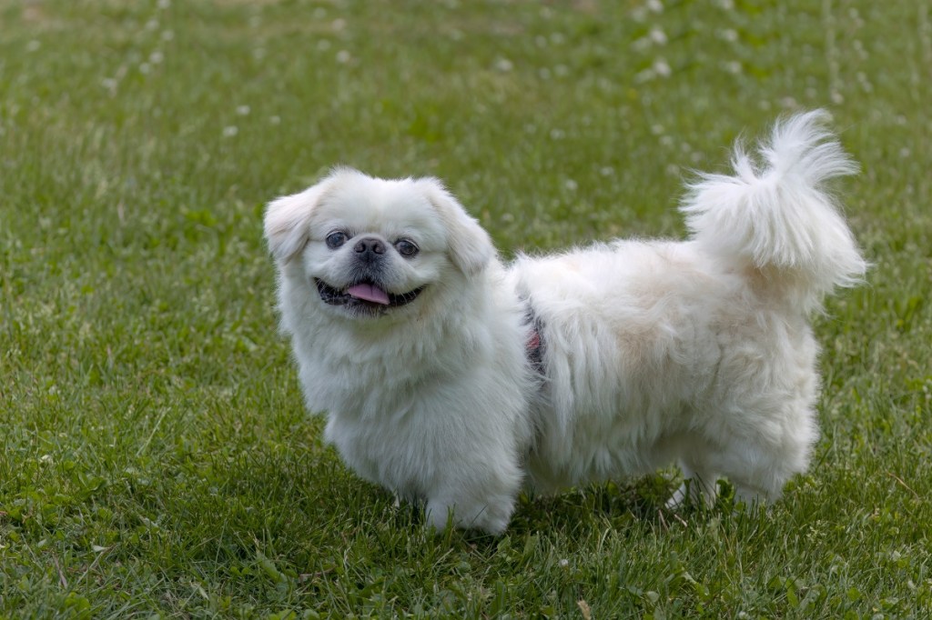 white pekingese dog in grass