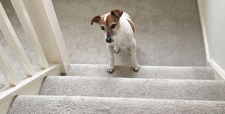 Dog at bottom of stairs