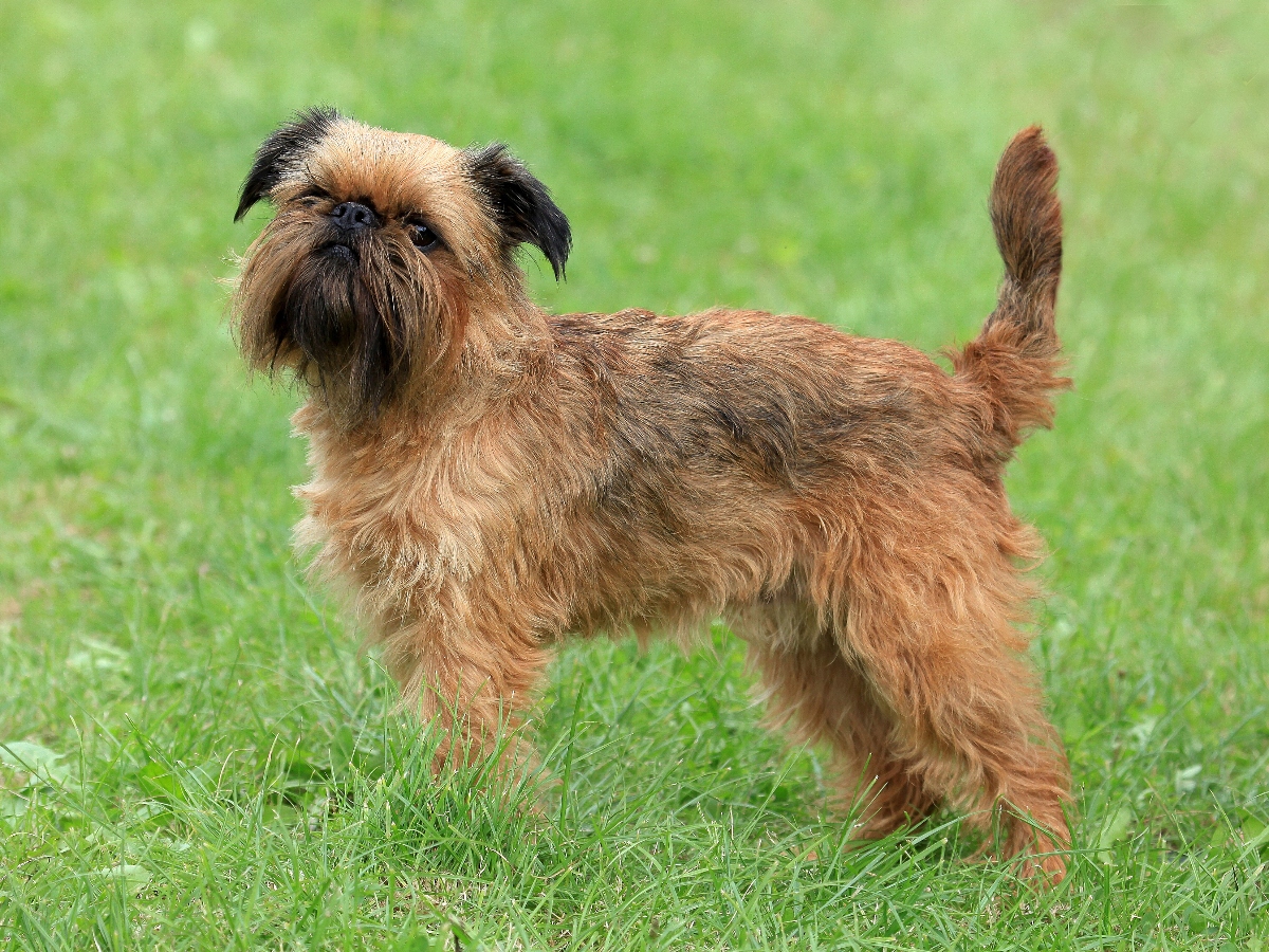 Brussels Griffon Breed Guide and Pet Insurance