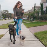Woman on phone while walking dog.