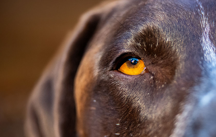 A dogs eye