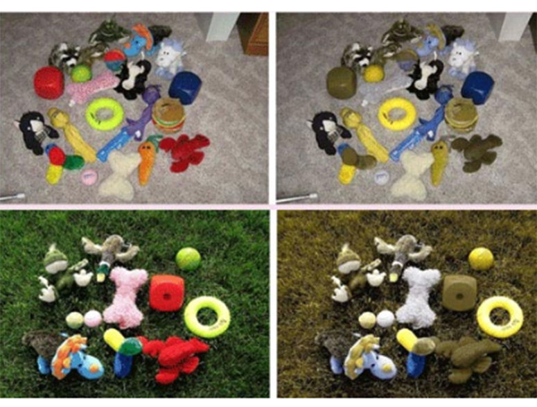 Dog toys as seen by dogs