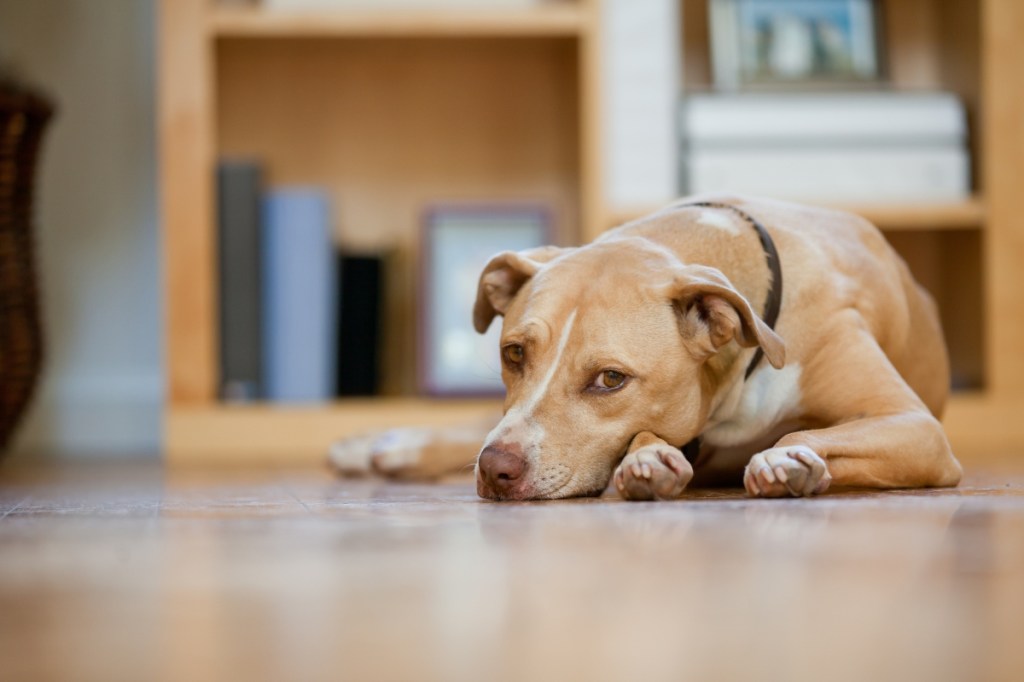 light brown dog lying on living room floor