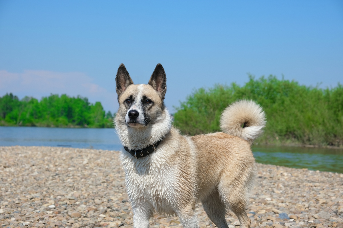 Norwegian elkhound dog standing by river