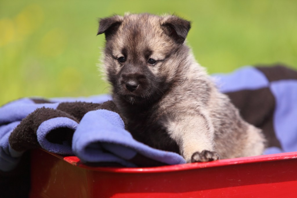 norwegian elkhound puppy in wagon