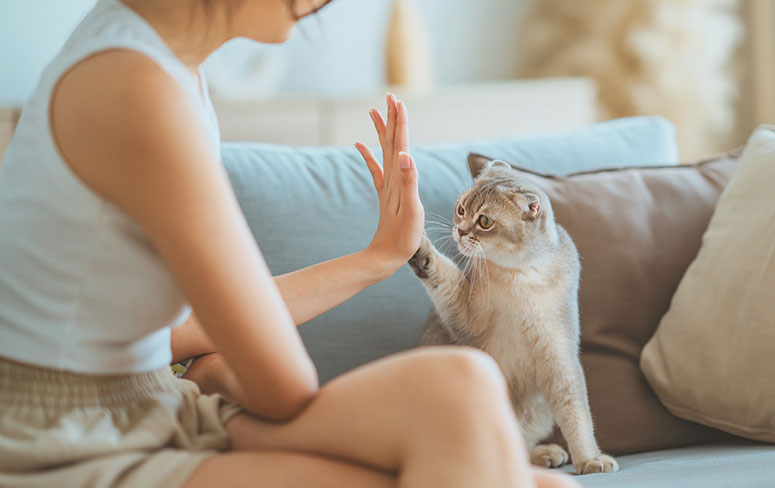 Cat giving a high-five