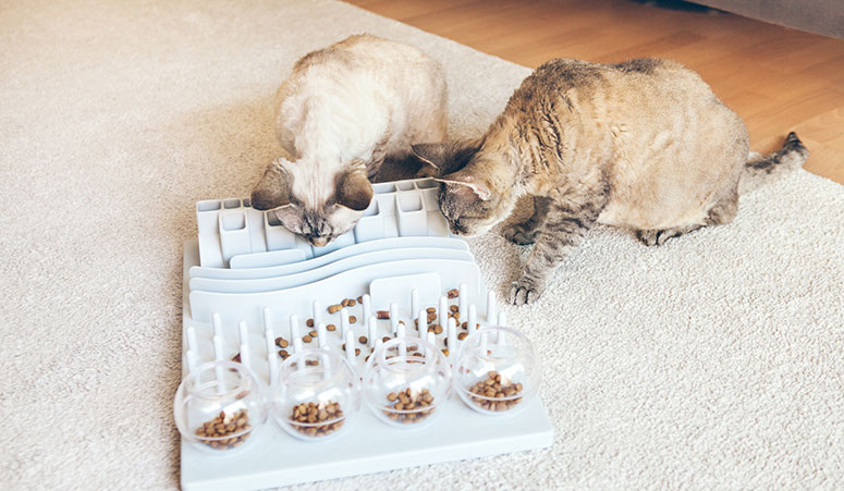 Cats playing with a puzzle