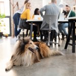 Dog lying near conference table at work