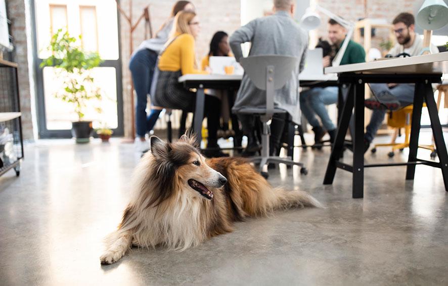 Dog lying near conference table at work