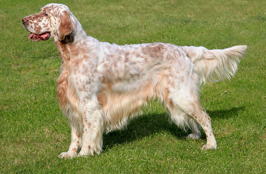 Typical English Setter on a green grass lawn