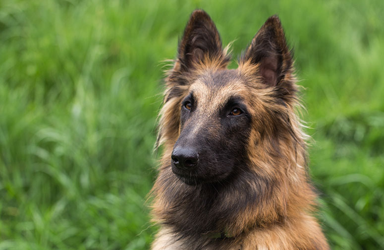 Belgian Tervuren dog