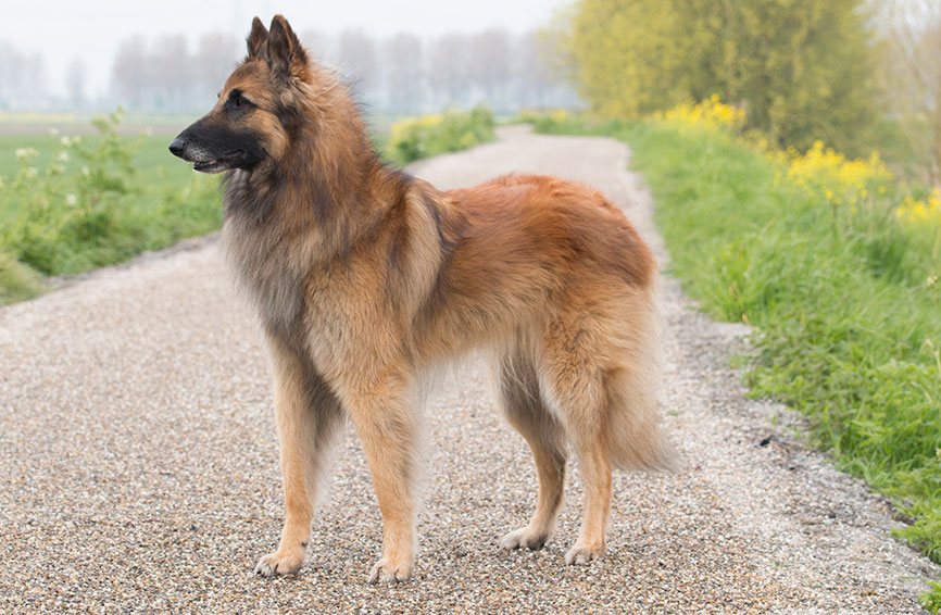 Belgian Tervuren dog