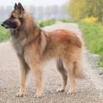Belgian Tervuren dog