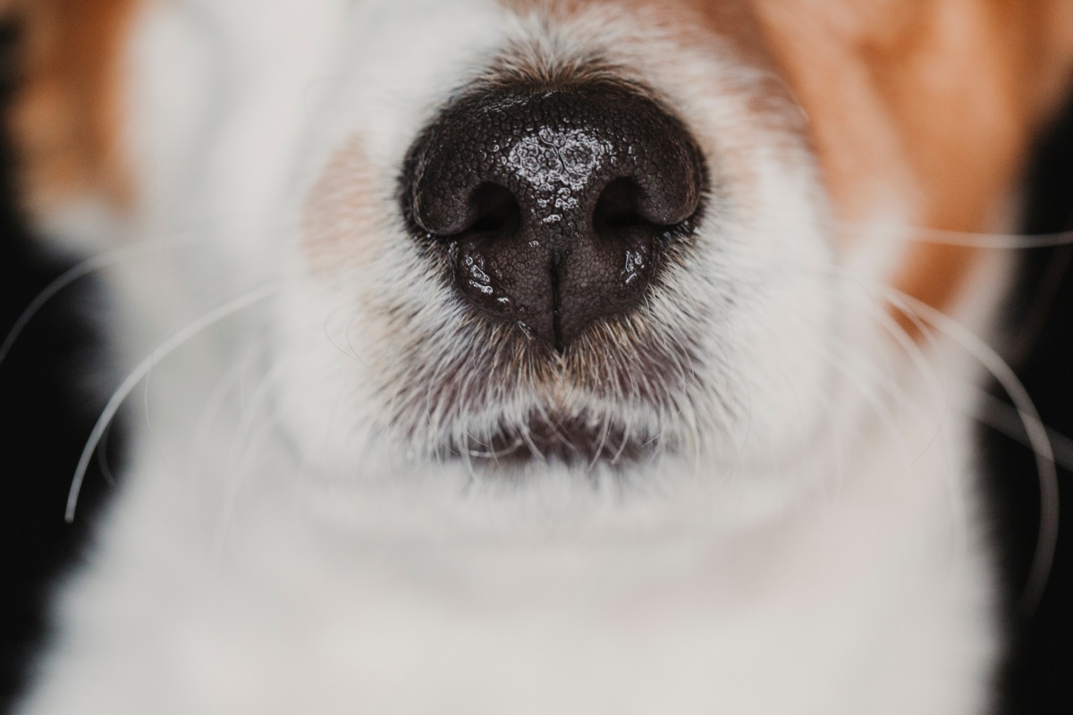 close up view of a dog snout. brown fur. macro shot, indoor