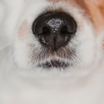 close up view of a dog snout. brown fur. macro shot, indoor
