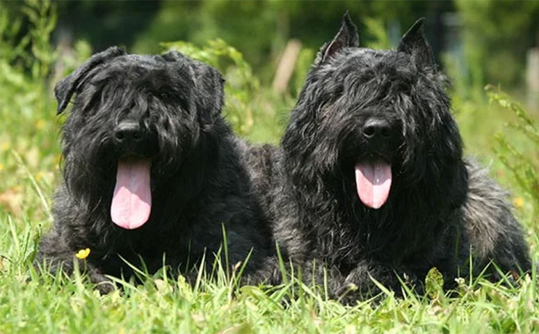 Two Bouviers des Flandres dogs