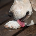 close up of dog licking its paw
