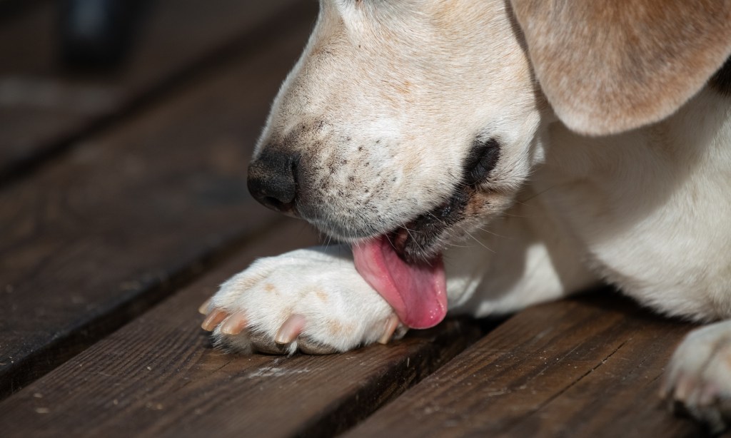 close up of dog licking its paw