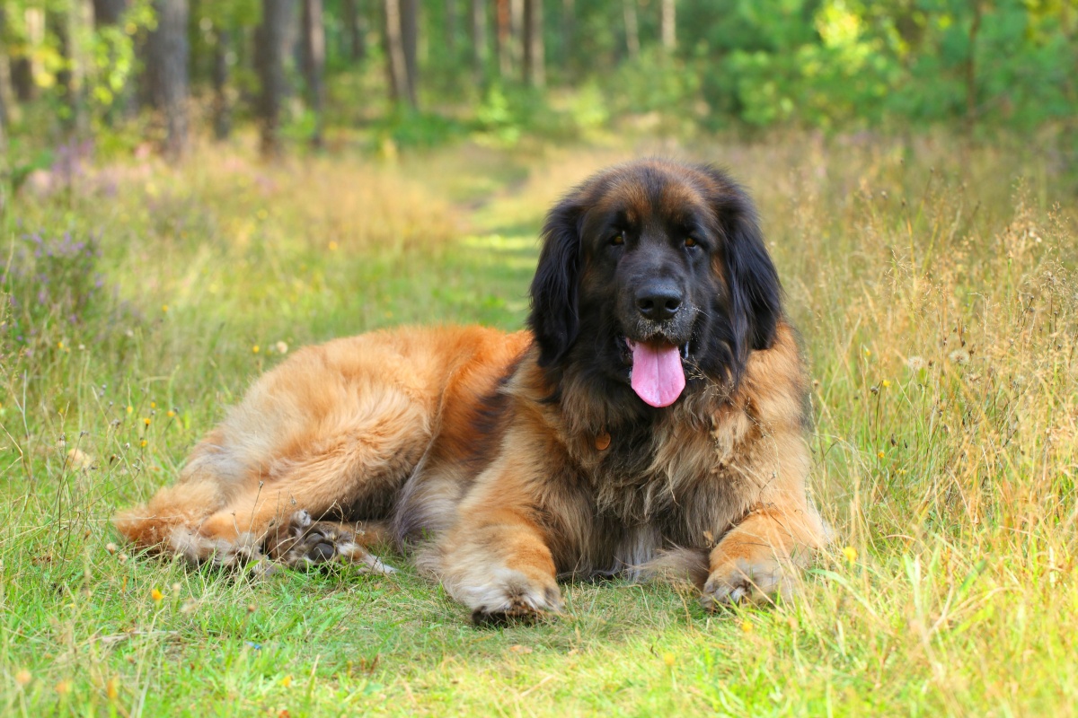 Leonberger dog resting on grass. Outdoor portrait