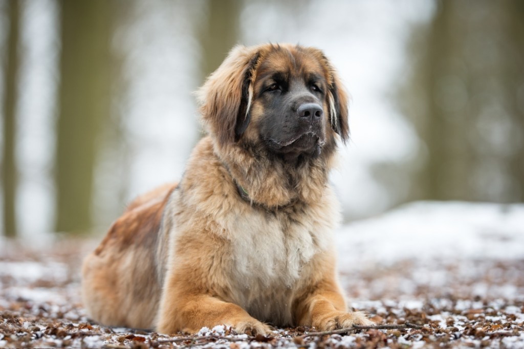 Healthy purebred dog photographed outdoors in the nature on a sunny day.