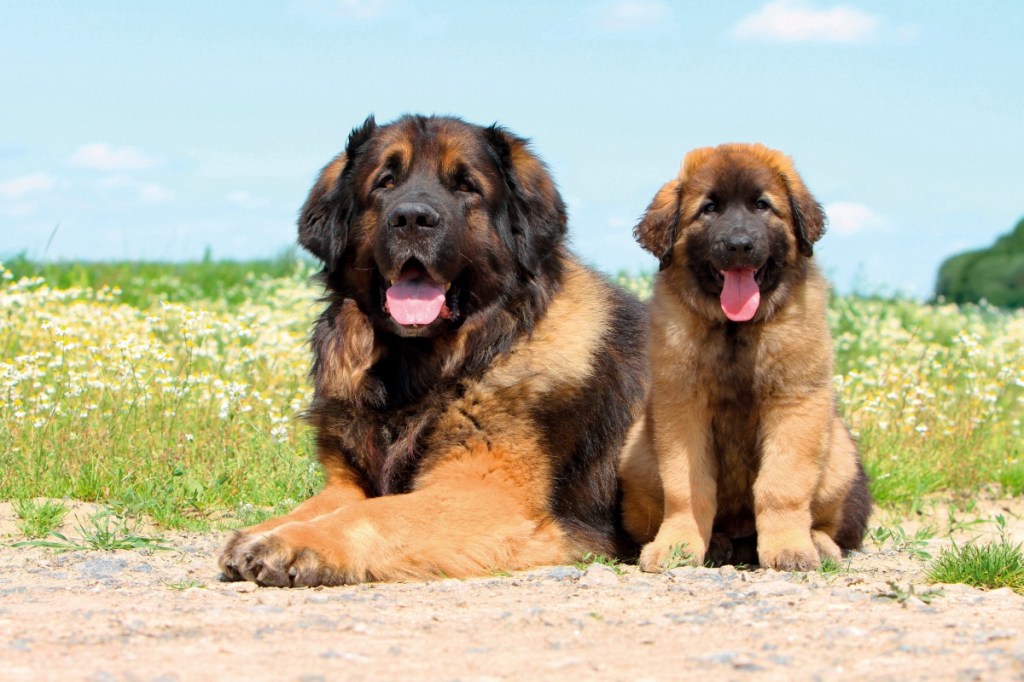 Portrait of Leonberg domestic dog portrait outdoors