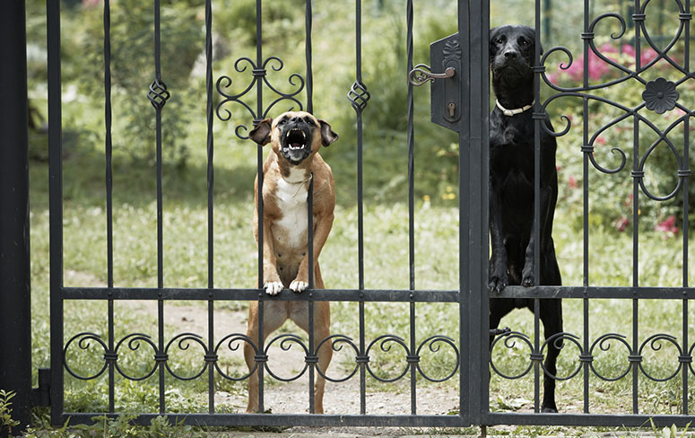 Guard dogs barking