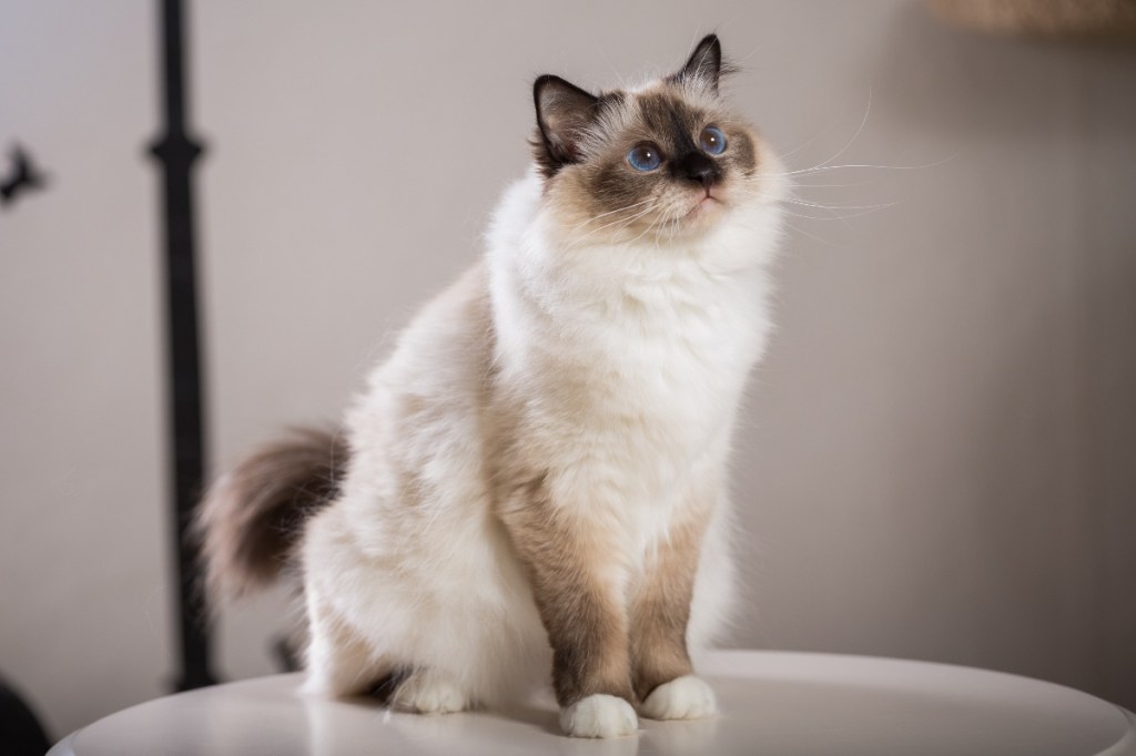 Birman cat sitting