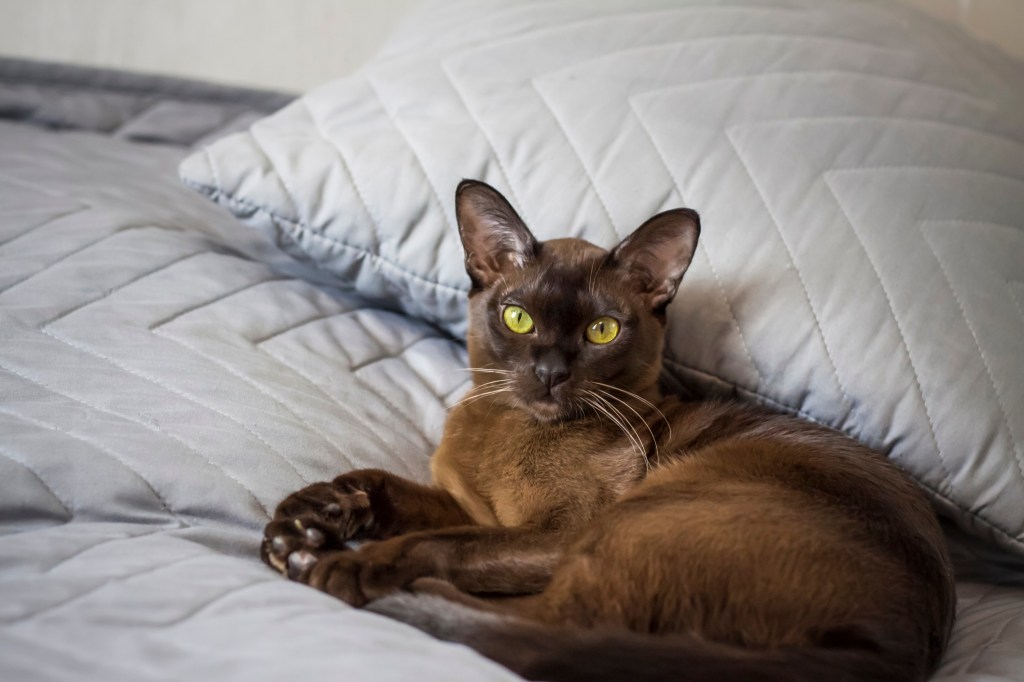 burmese cat lying on bed