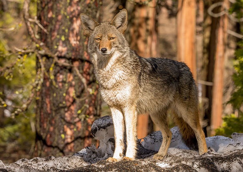 Coyote (Canis latrans) in the snow 