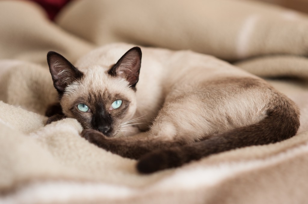 siamese cat lying on blanket