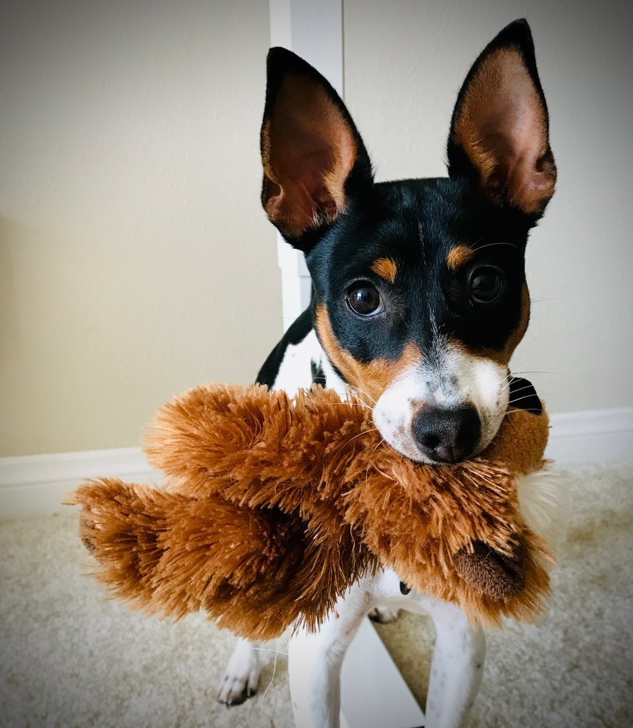 toy fox terrier holding toy