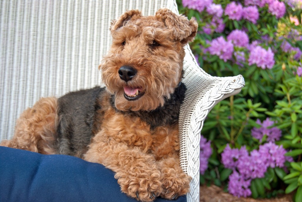 Welsh terrier dog sitting in wicker chair