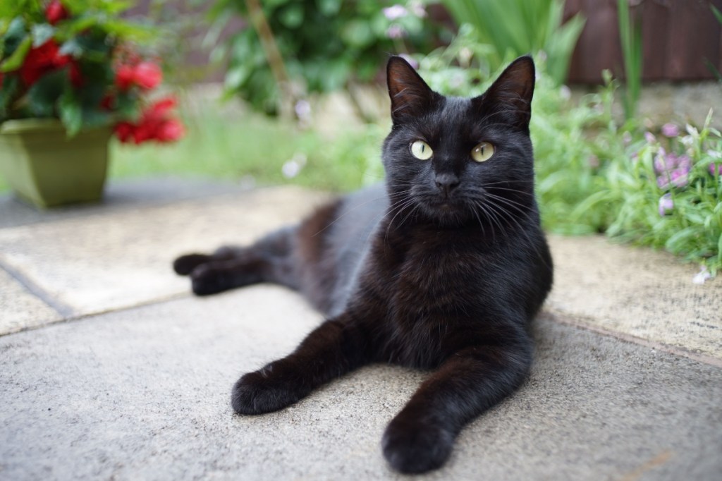 black Bombay cat lying on outside patio