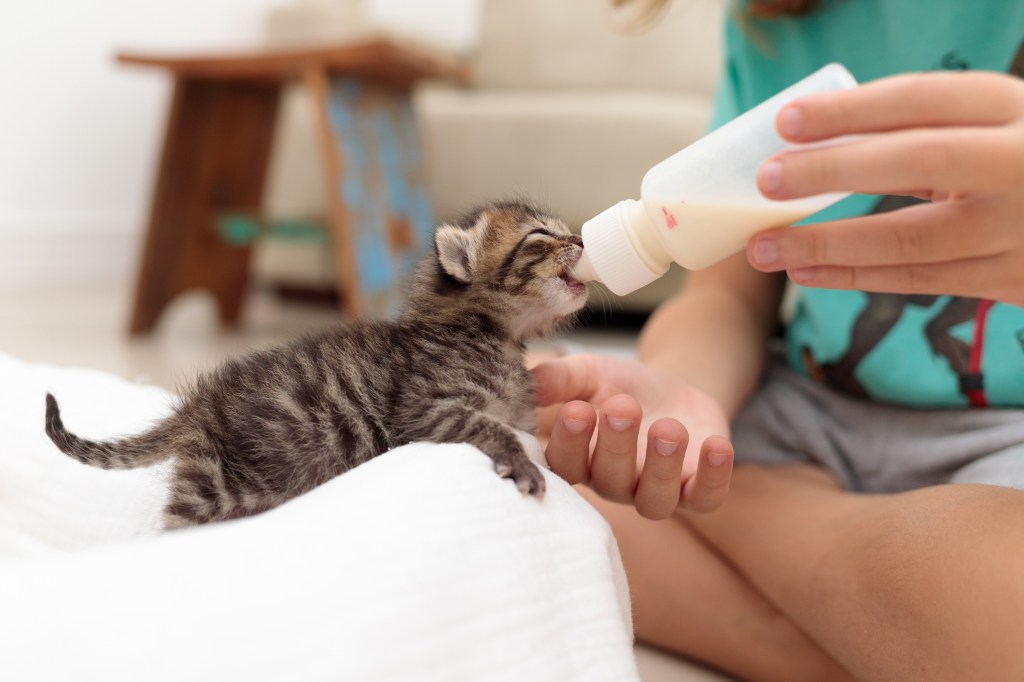 kitten drinking from bottle