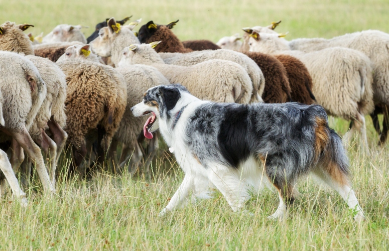 Purebred shepherd herding a flock of sheep on a summer day.