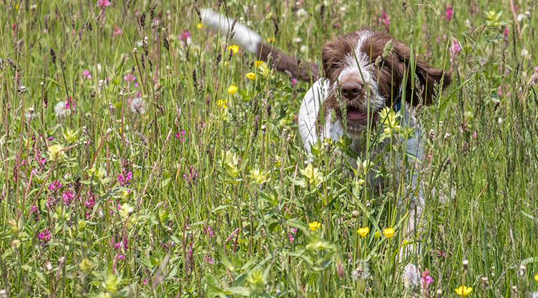 Spinone Italiano dog