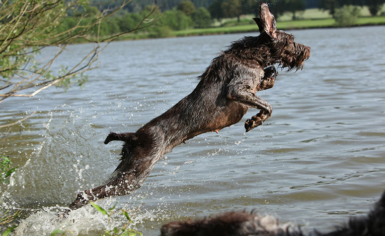 Spinone Italiano dog jumping in water.