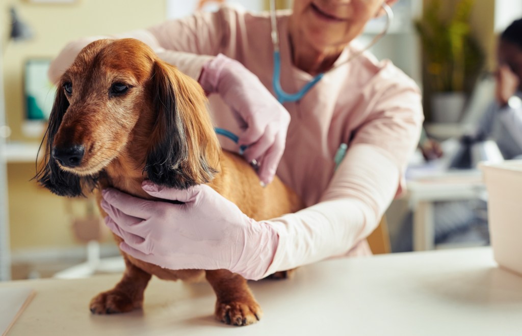 Long haired dachshund at vet checkup 