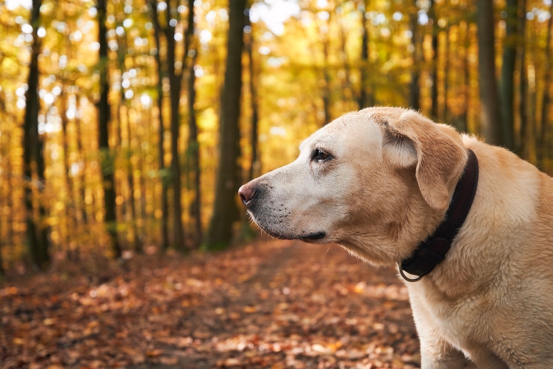 Dog during walk in autumn forest. Portrait of old yellow labrador retriever.